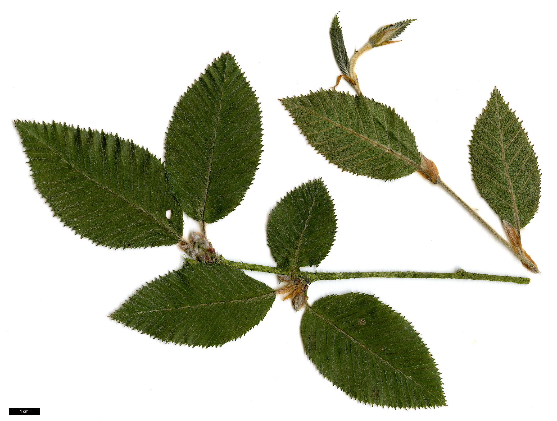High resolution image: Family: Betulaceae - Genus: Betula - Taxon: calcicola × B.delavayi